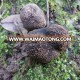 black truffles for sale,canned black truffles,tuber uncinatum